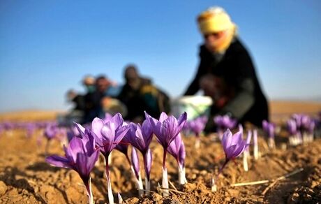 افزایش شدید قیمت جهانی زعفران تحت تاثیر کاهش تولید در ایران