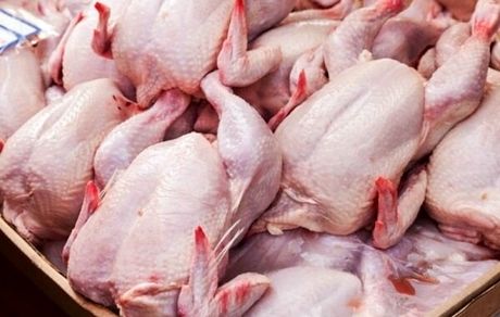 ابلاغ مصوبه واردات مرغ به گمرک