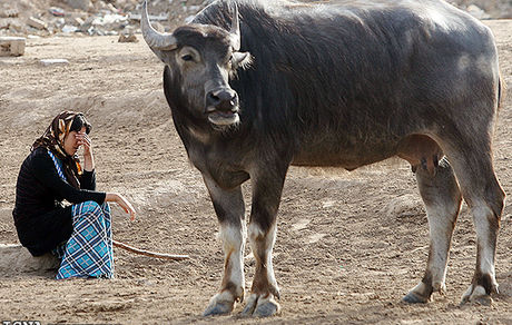 کمبود تانکر برای حمل آب در خوزستان / ایجاد استخرهایی برای تامین آب گاومیش‌ها