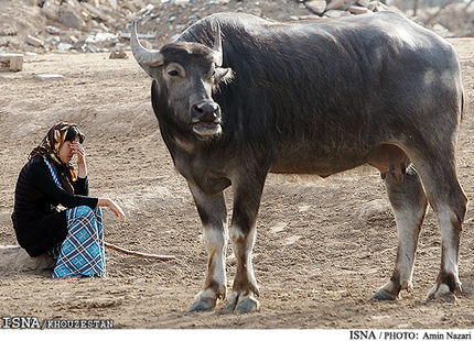 کمبود تانکر برای حمل آب در خوزستان / ایجاد استخرهایی برای تامین آب گاومیش‌ها