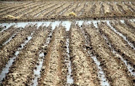 خسارت سنگین بارش‌های شدید اخیر به کشاورزی استان کرمانشاه