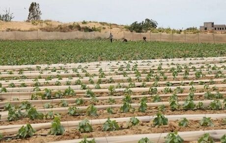نابودی ۹۴ درصدی فعالیت‌های صنعتی و کشاورزی در غزه 