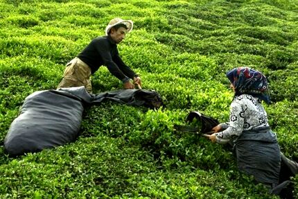 اعلام نرخ جدید خرید تضمینی برگ سبز چای