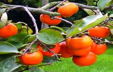 هیچ کمبودی در میوه‌های شب یلدا نداریم