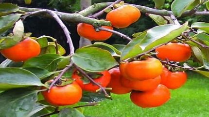 هیچ کمبودی در میوه‌های شب یلدا نداریم