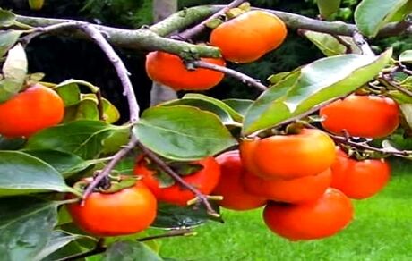 هیچ کمبودی در میوه‌های شب یلدا نداریم