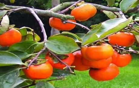 هیچ کمبودی در میوه‌های شب یلدا نداریم