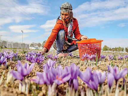 آغاز همایش ملی دو روزه زعفران در بیرجند