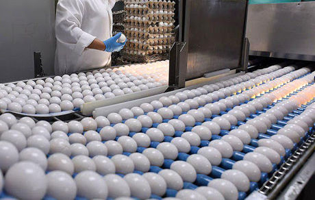 کاهش جوجه ریزی در مرغ‌های تخم‌گذار/هر شانه مقوایی تخم مرغ ۱۲۰۰ تومان شد