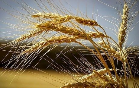 احتمال اعلام قیمت خرید تضمینی گندم تا پایان هفته آینده