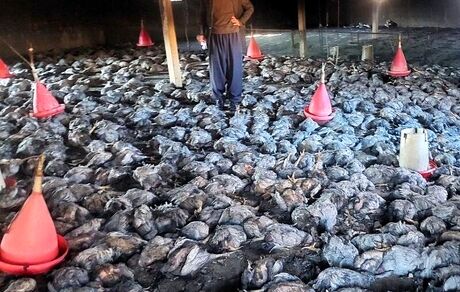۸ هزار قطعه مرغ گوشتی در یک واحد مرغداری سنتی بدلیل آتش سوزی تلف شدند