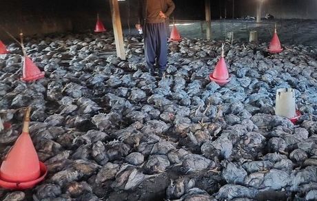 ۸ هزار قطعه مرغ گوشتی در یک واحد مرغداری سنتی بدلیل آتش سوزی تلف شدند