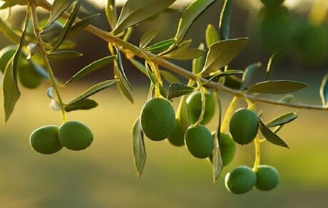 سالانه ۱۰۰ هزار اصله نهار زیتون در قزوین تولید می‌شود