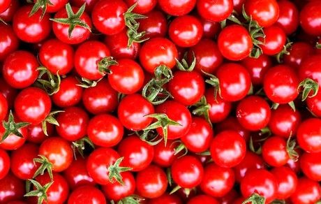عوارض ۷۰ درصدی صادرات گوجه فرنگی تا پایان سال پابرجاست