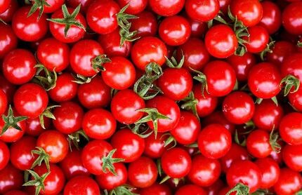 عوارض ۷۰ درصدی صادرات گوجه فرنگی تا پایان سال پابرجاست