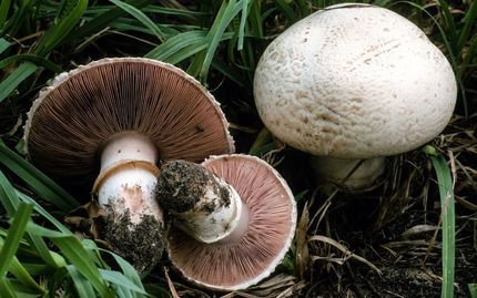 مصرف قارچ سمی، جان یک کودک را گرفت