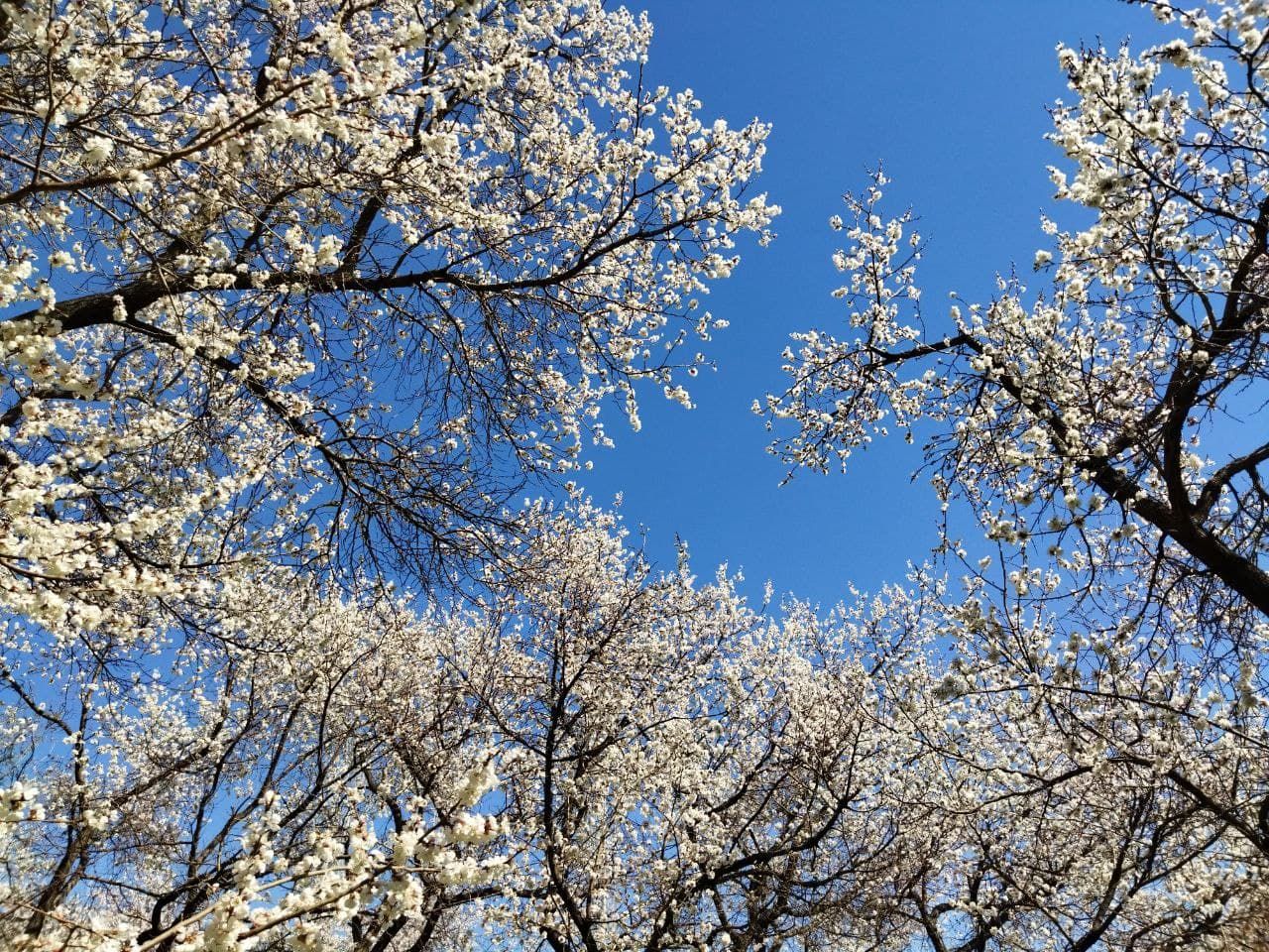 بهار شکوفه داد