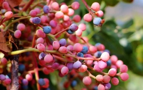 خطر انقراض گونه‌های جنگلی بنه در خراسان جنوبی