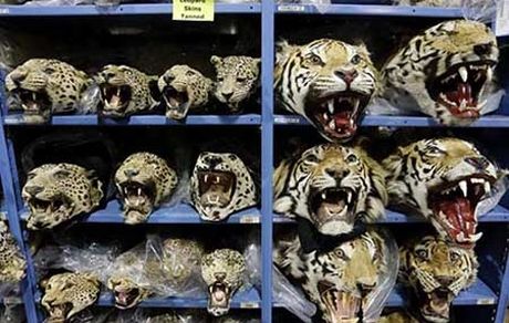 طرح ضربت ۳ کشور آسیایی برای مقابله با قاچاق حیات وحش