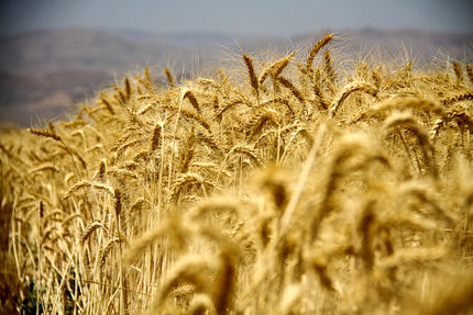۴۱ هزار میلیارد ریال به حساب گندمکاران واریز شد