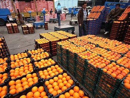 هماهگی برای ذخیره ۴۰۰ تن میوه برای شب عید در استان گیلان