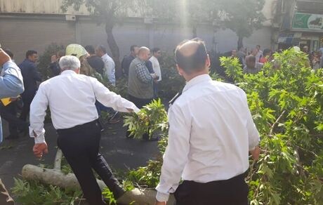 سقوط درخت، خیابان ولیعصر را مسدود کرد