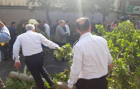 سقوط درخت، خیابان ولیعصر را مسدود کرد