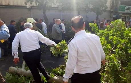 سقوط درخت، خیابان ولیعصر را مسدود کرد