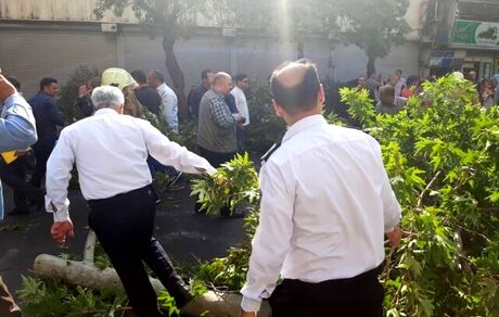 سقوط درخت، خیابان ولیعصر را مسدود کرد