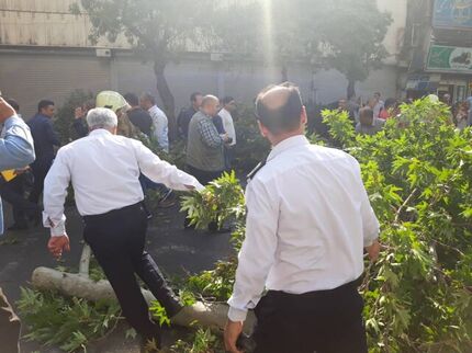 سقوط درخت، خیابان ولیعصر را مسدود کرد