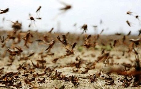 ملخ های صحرایی چه زمانی وارد کشور می شوند؟