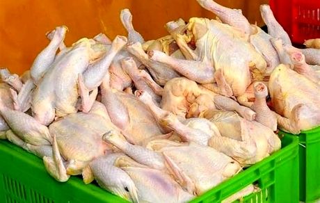 ۵۰ هزار تن گوشت مرغ وارد خواهدشد