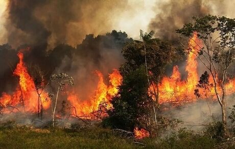 ۱۵ از جنگل‌های امامزاده شاهزاده احمد در استان ایلام سوخت