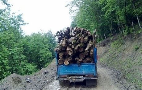 قاچاقچیان چوب، مامور جنگلبانی را مجروح کردند