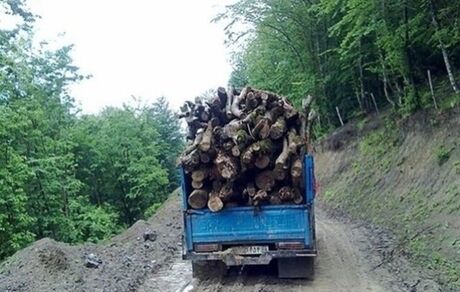 قاچاقچیان چوب، مامور جنگلبانی را مجروح کردند