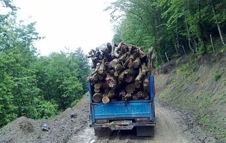 قاچاقچیان چوب، مامور جنگلبانی را مجروح کردند