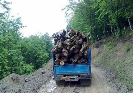 قاچاقچیان چوب، مامور جنگلبانی را مجروح کردند