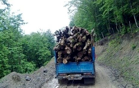 قاچاقچیان چوب، مامور جنگلبانی را مجروح کردند