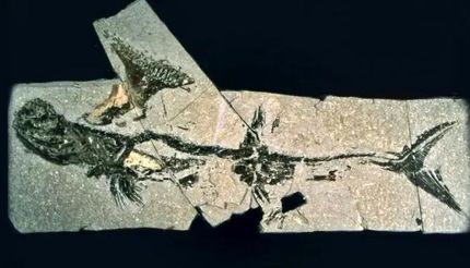 کشف فسیل کوسه‌ای ۳۳۰ میلیون ساله در منطقه مسکونی یکی از شهرهای اسکاتلند