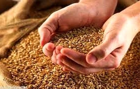 افزایش ۳۰ درصدی خرید گندم در کشور