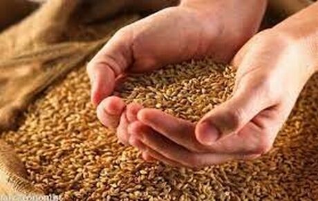 افزایش ۳۰ درصدی خرید گندم در کشور