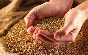 افزایش ۳۰ درصدی خرید گندم در کشور