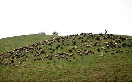 از سرگیری صادرات دام ضروری است/ در تصمیمات توجهی به تولیدکنندگان نمی شود