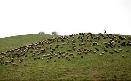 از سرگیری صادرات دام ضروری است/ در تصمیمات توجهی به تولیدکنندگان نمی شود