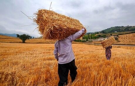 آمار وحشتناک تبدیل محصولات کشاورزی به ضایعات در کشور
