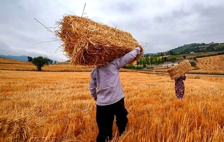 عارف بابت تاخیر در پرداخت مطالبات گندمکاران عذرخواهی کرد