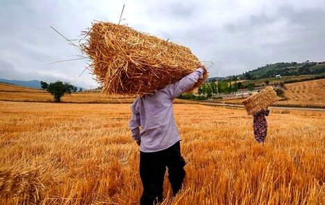 مجموع پرداختی‌ها به کشاورزان گندم‌کار کشور به ۵۰.۱ همت رسید