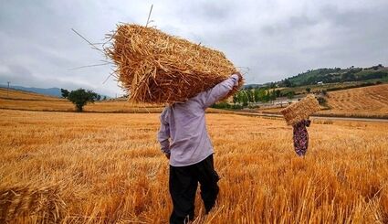 وعده پرداخت مطالبات گندمکاران در هفته جاری