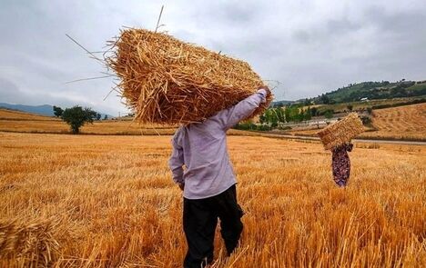 واریز ۱۱۰ همت به گندمکاران تاکنون