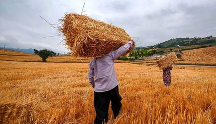 خرید تضمینی گندم از ابتدای فصل برداشت به ۹۸۰ هزار تن رسید
